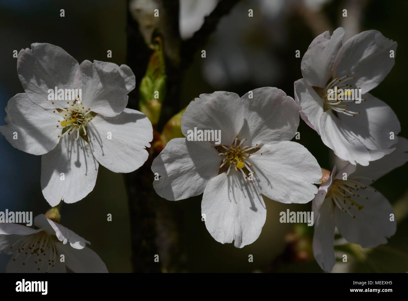 Yoshino cherry Japanese flowering cherry(Prunus x yedoensis), flowers ...