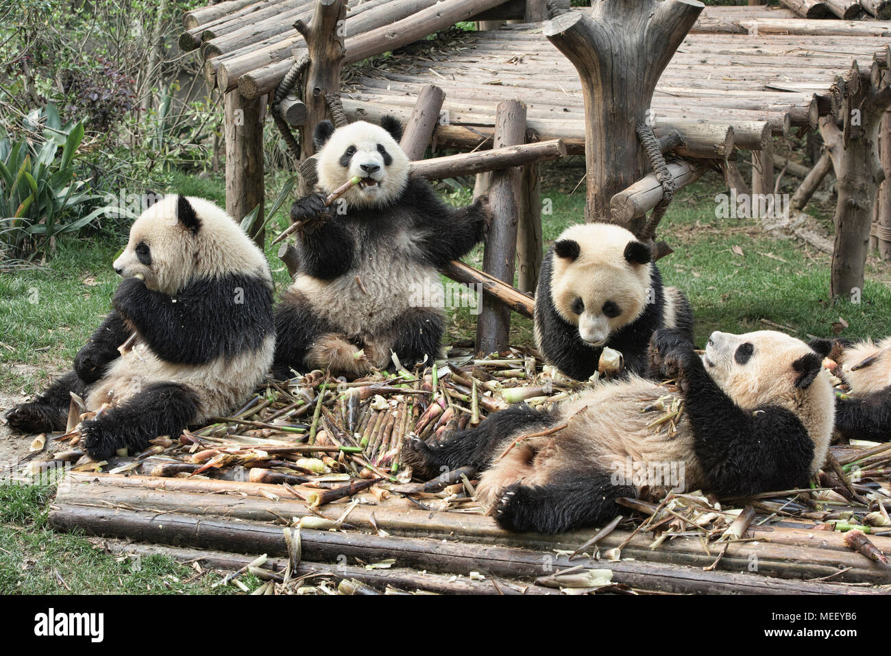 Giant Pandas Eating Bamboo At The Chengdu Research Base Of Giant Panda