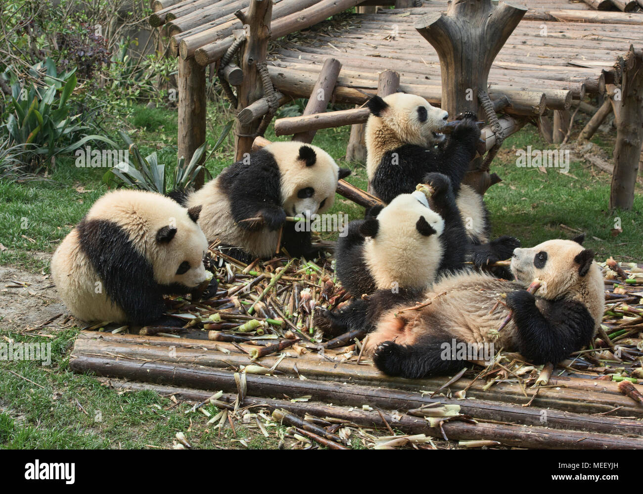 Giant pandas eating bamboo at the Chengdu Research Base of Giant Panda  Breeding in Chengdu, Sichuan, China Stock Photo - Alamy