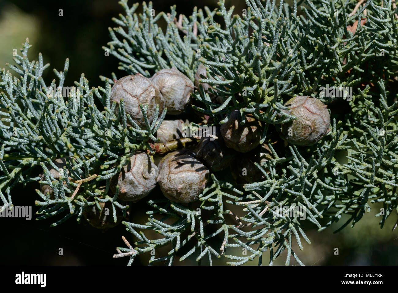 Arizona cypress (Cupressus arizonica var. Pyramidalis), cones Stock Photo