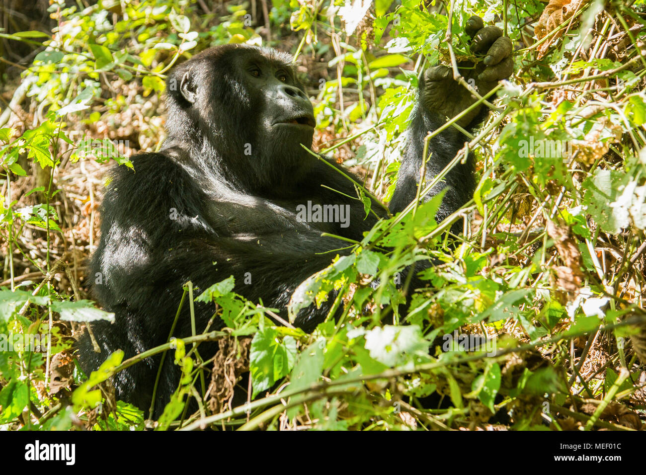 Mountain Gorilla (Gorilla beringei beringei), Uganda Stock Photo Alamy