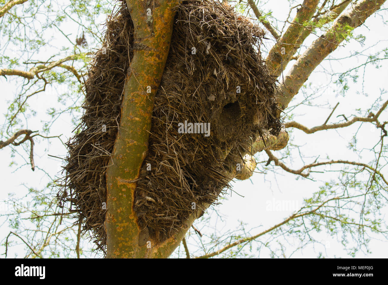 Hammercop- social nest on Acacia tree, Uganda Stock Photo