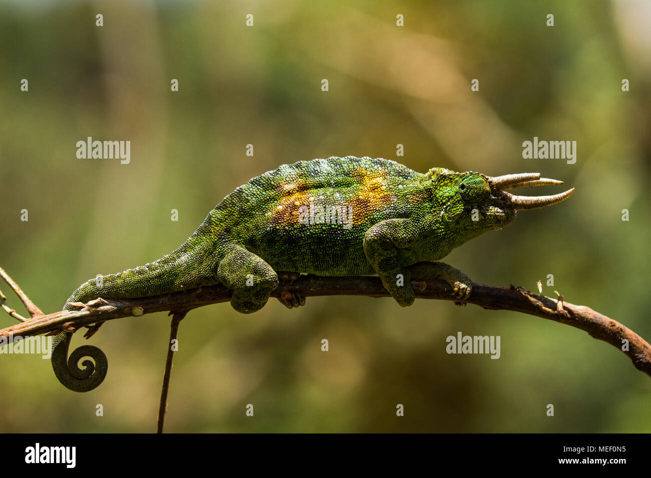 Jackson's horned chameleon, Uganda Stock Photo