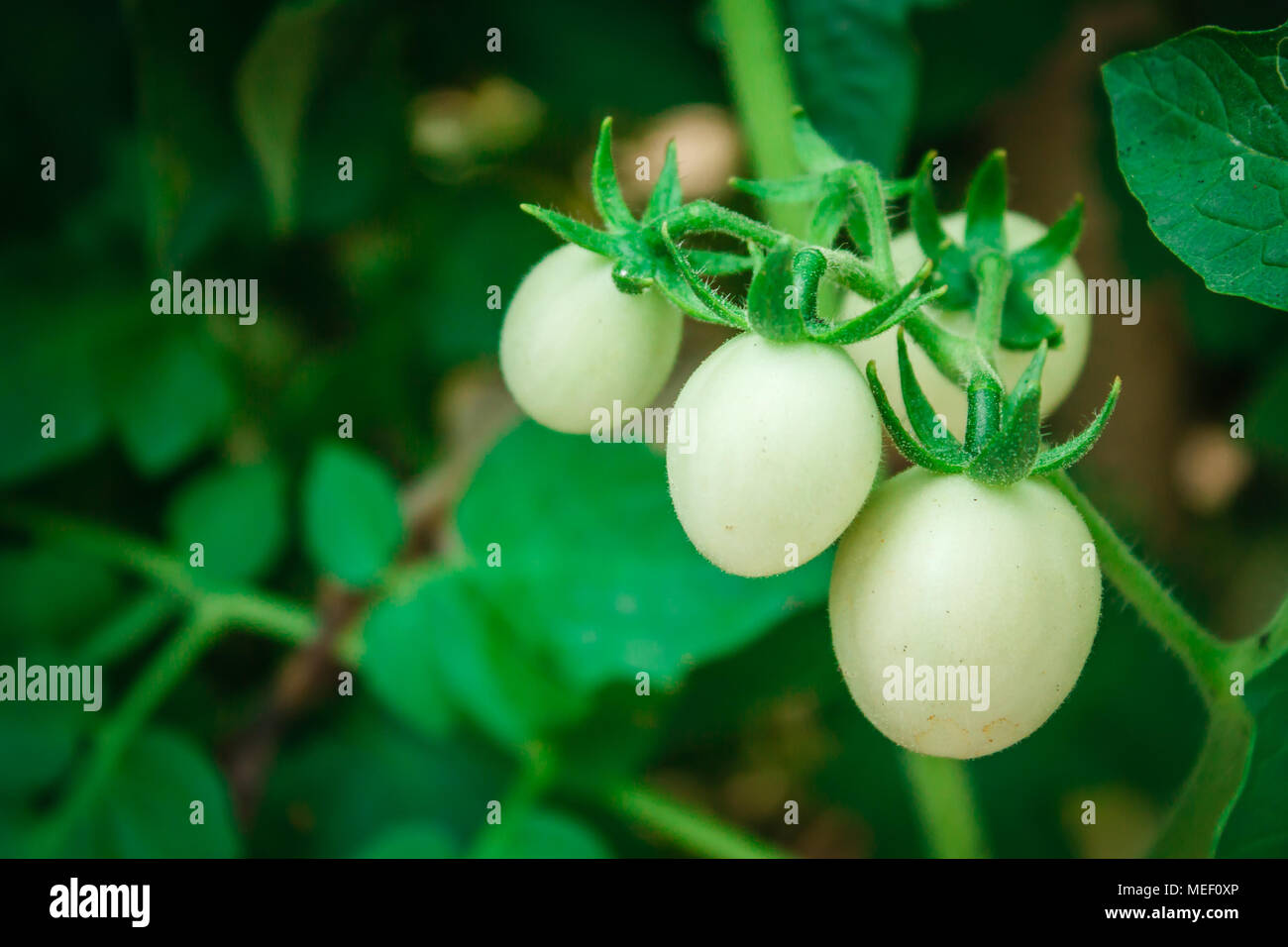 green unripe tomatoes hanging on a bunch. Stock Photo