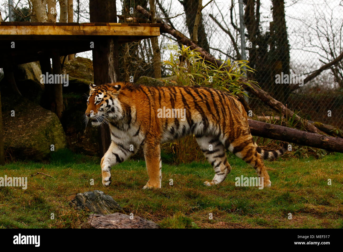 Amur Tigers in their element playing in Dartmoor Zoological Park Stock Photo Alamy