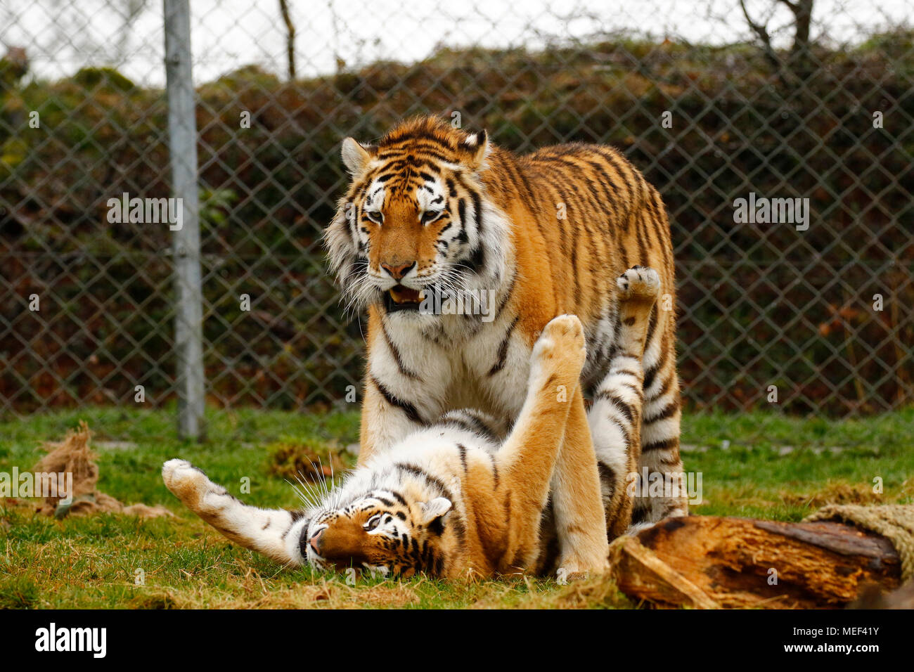 Dartmoor zoo hires stock photography and images Alamy