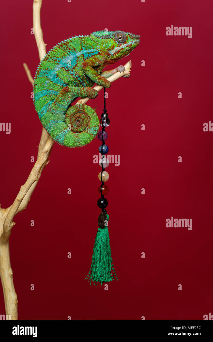 alive chameleon reptile holding natural stone beads sitting on branch. studio shot over red background. copy space. Stock Photo