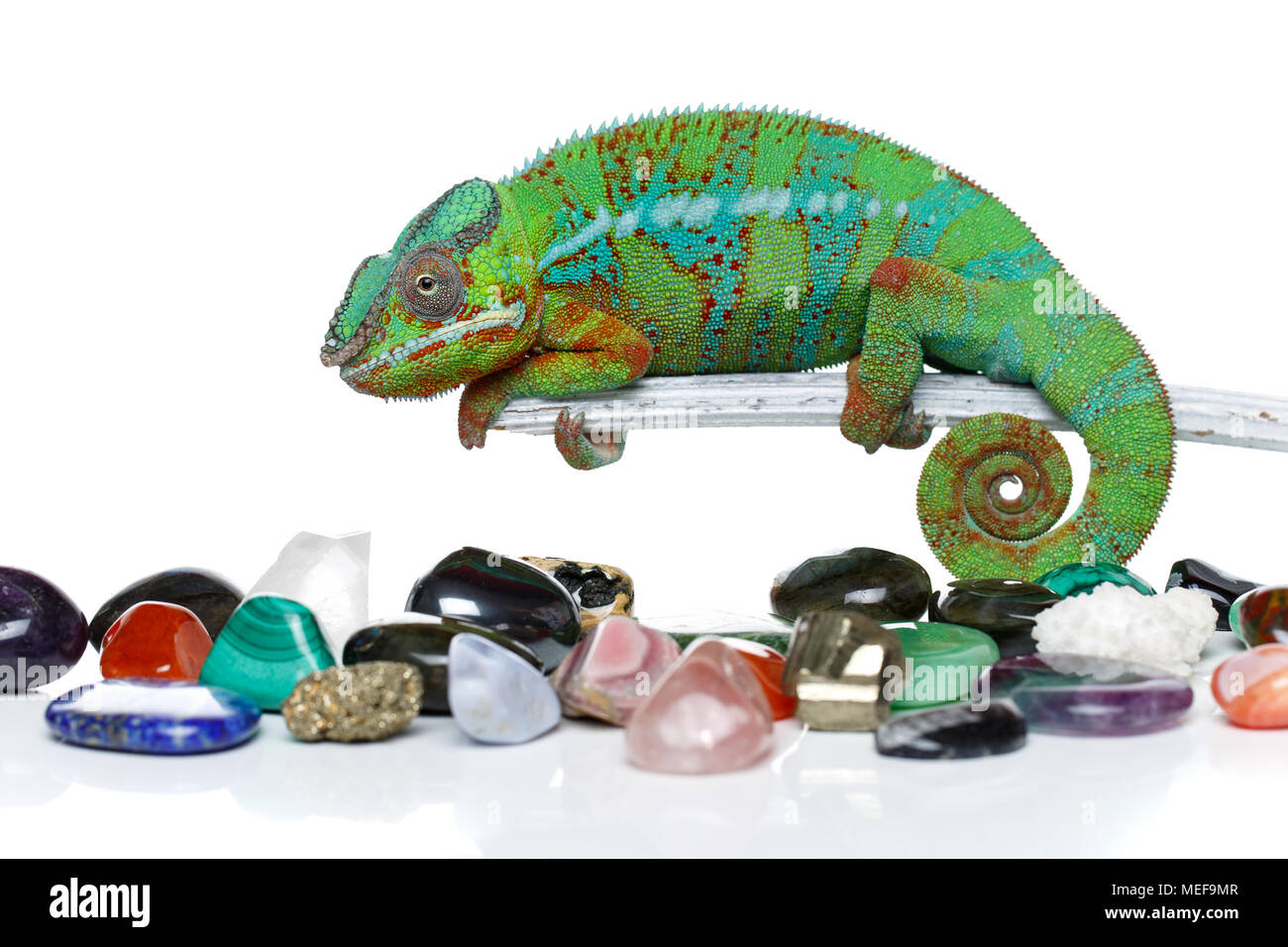 alive chameleon reptile with semi-precious stones. studio shot. copy space. Stock Photo
