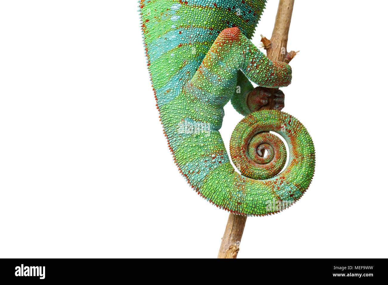 alive chameleon reptile sitting on branch. macro studio shot of reptile tail isolated on white background. copy space. Stock Photo