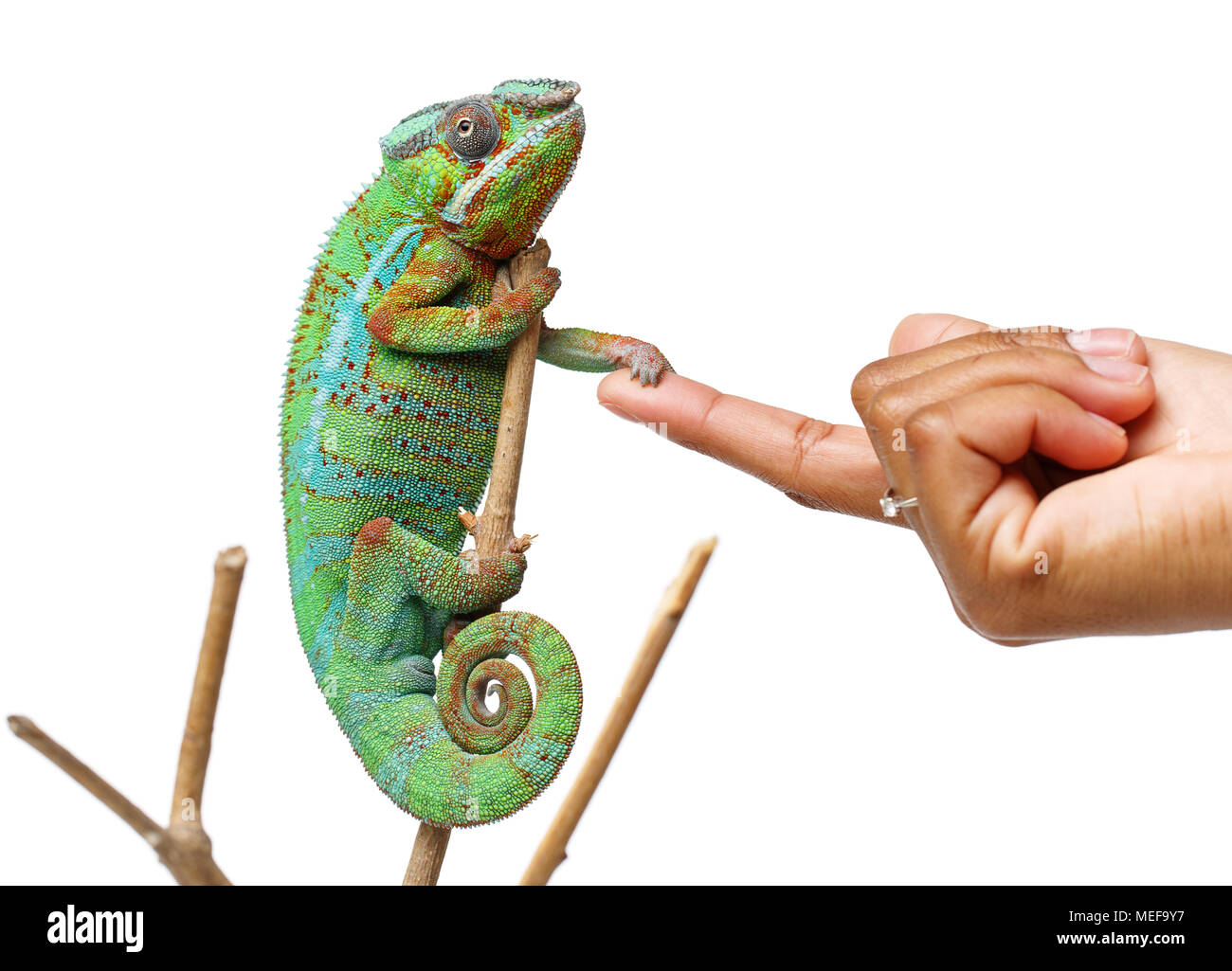 alive chameleon reptile sitting on branch holding human hand. studio shot isolated on white background. copy space. Stock Photo
