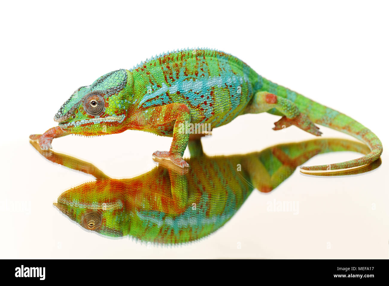 alive chameleon reptile sitting on mirror surface. studio shot isolated on white background. copy space. Stock Photo