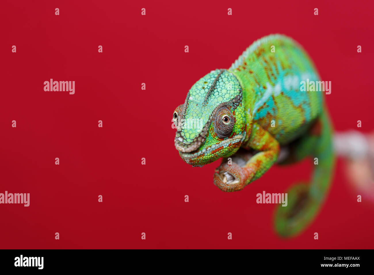 alive chameleon reptile sitting on branch. studio shot over red background. copy space. Stock Photo