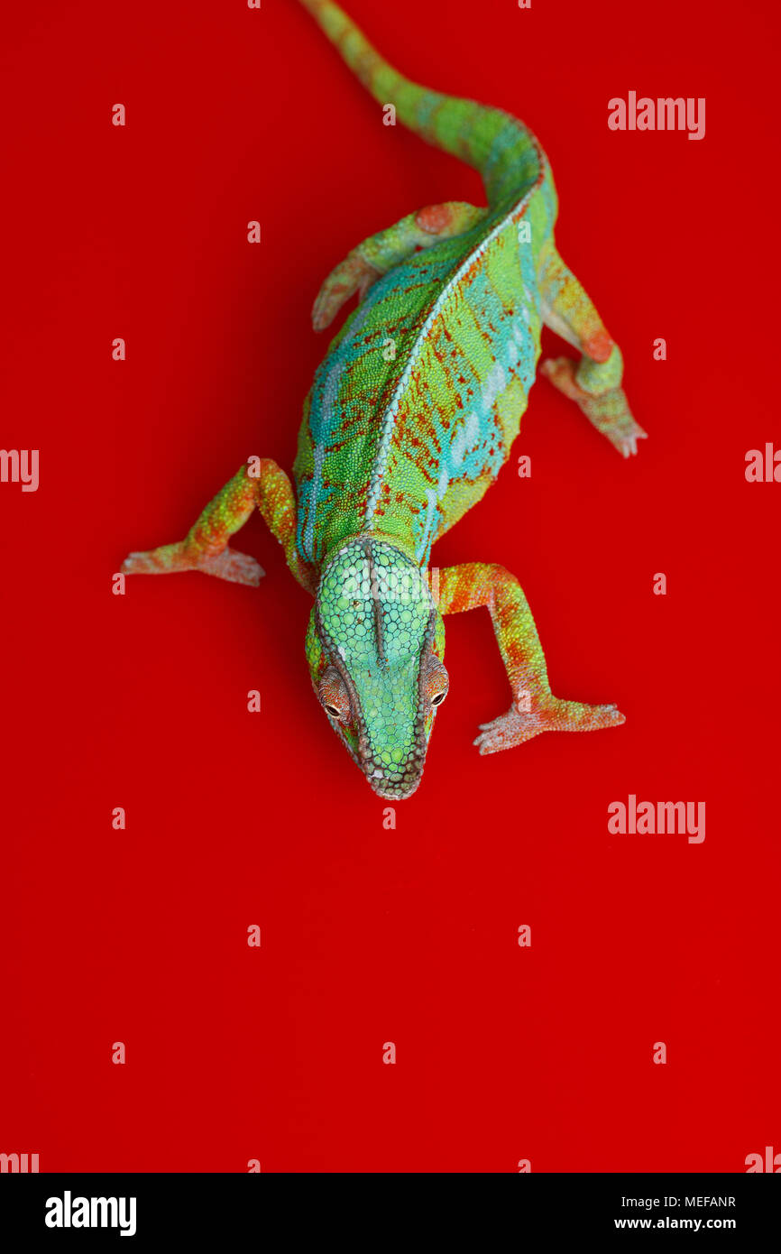 alive chameleon reptile standing on red background. studio shot. copy space. Stock Photo