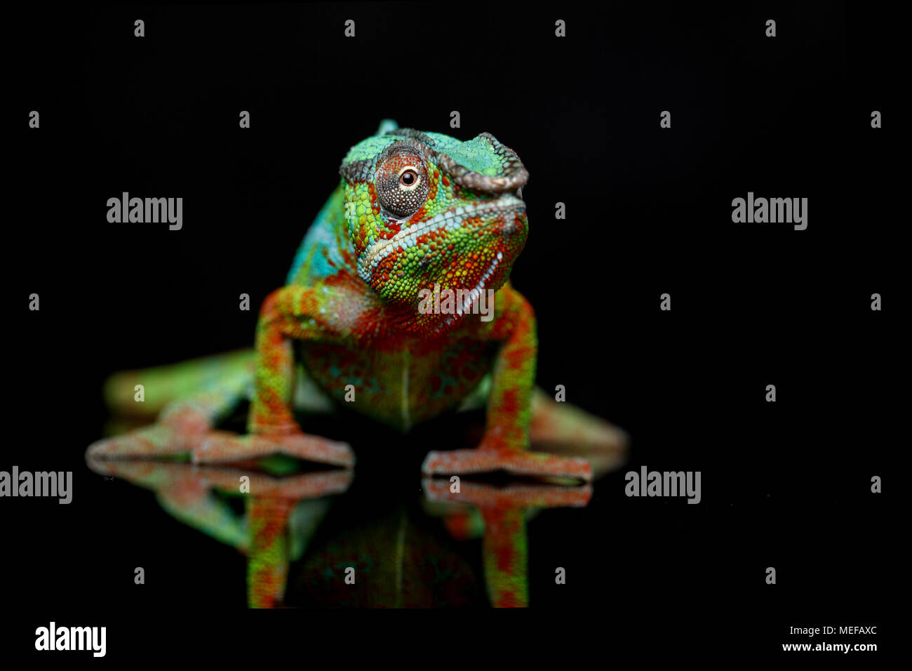 alive chameleon reptile standing on back background. studio shot. copy space. Stock Photo