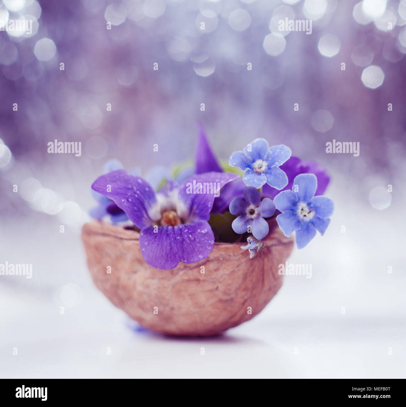 Floristic Composition With Violets And Forget Me Not Flowers In A Nutshell Against Beautiful Bokeh Background Stock Photo Alamy