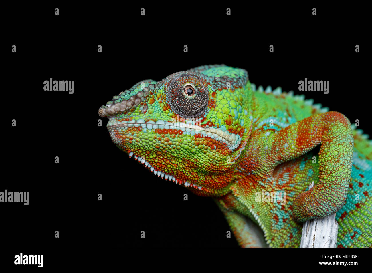 alive chameleon reptile sitting on branch. studio shot. copy space. Stock Photo