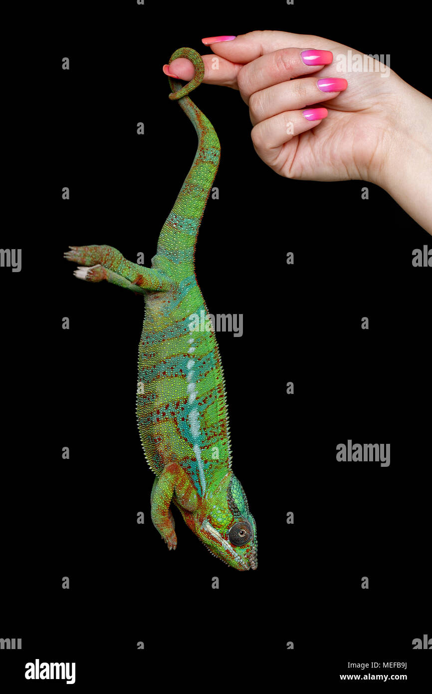 woman hand holding alive chameleon reptile by tail. studio shot on black background. copy space. Stock Photo