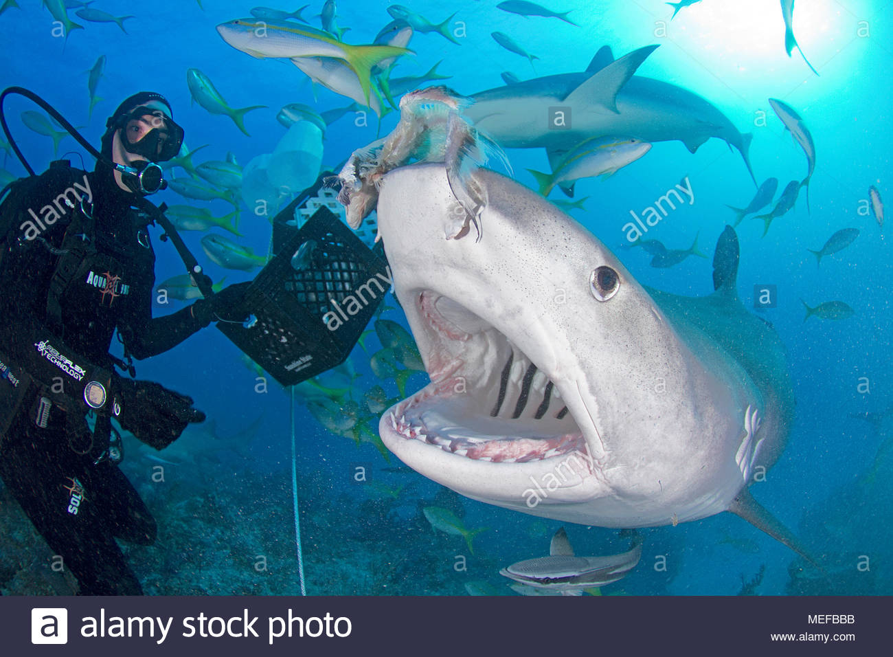 Tiger Mouth Open Stock Photos & Tiger Mouth Open Stock Images Alamy