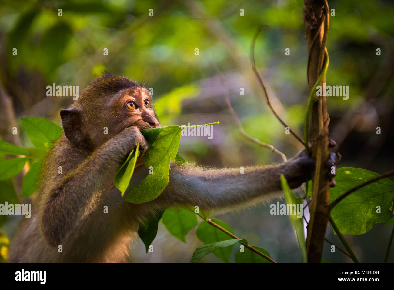 Portrait of a funny macaque monkey in Thailand  Stock Photo