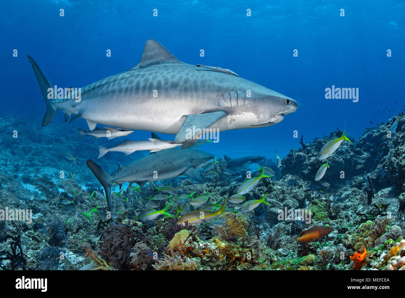 Tiger shark (Galeocerdo cuvier) with live sharksucker or slender sharksucker (Echeneis naucrates), Bahamas Stock Photo