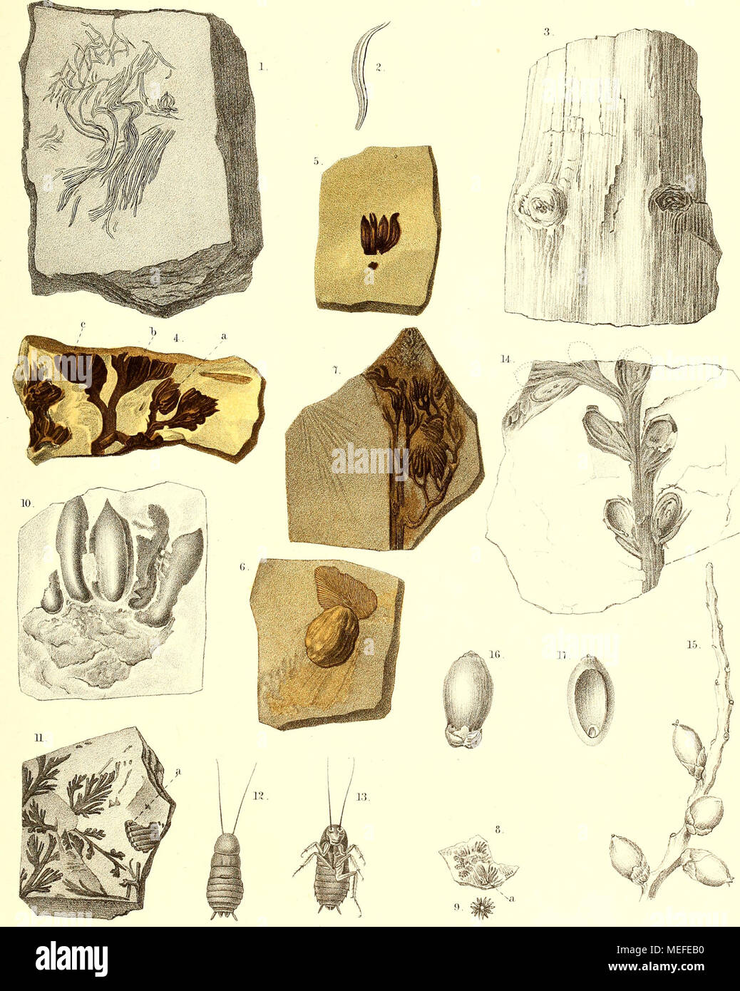 . Die fossile Flora der Permischen Formation . l. 2. Coniferen- Blätter der Steinkohlen-Formation, — 3. Araucarites Rhodeanus Göpj 4- 6. Calathiops Beinertiana Göpp. — 7. C. acicularis Göpp. — 3—10. C. microcarpa Göpp. — 3 5, Blattina splendens Göpp. — 12,13. Biatta orientab's. — 14. Rbabdocarpus Germariarms Göpp. — 15. Scaforthia elegans. — 16 17. Cocos eomosa. Stock Photo