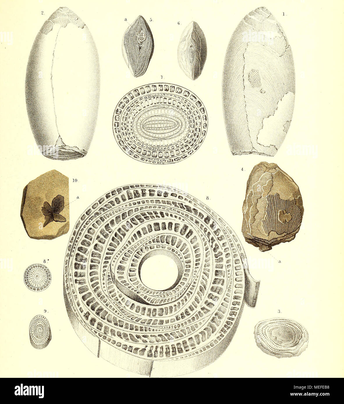 . Die fossile Flora der Permischen Formation . 1—6. Nöggerathia Göpperti Eichw. — 7. Typba latifolia. - 8. Musa sapientou. — 8*. M. rosacea. — 9. Amomum granum Paradisi. — 10. Schizopteris neuropteroides Sepp- Stock Photo