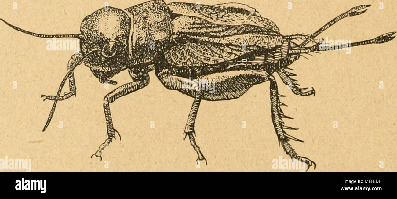 . Die forstinsekten Mitteleuropas. Ein lehr- und handbuch . Abb. 16. Gryllus campestris $. Feldgrille. Vergr. — Orig. wölbten Kopf, den quadratischen Prothorax und die den Hinterieib ganz deckenden Vorder- flügel ausgezeichnet. Schwarz, mit bräunlichen Flügeln und blutroter Unterseite der Hinter- schenkel. 20—25 &quot;it&quot; lang. (Abb. 16.) Stock Photo