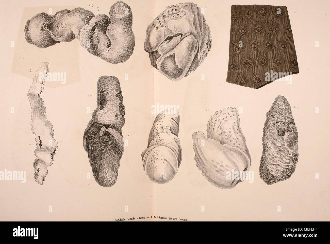 . Die fossile Flora der Permischen Formation . Stock Photo