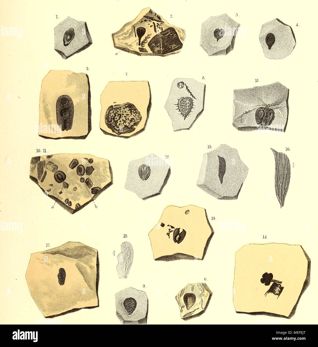 . Die fossile Flora der Permischen Formation . 1. Cardiocarpus umbonatus Göpp. — 2. C. attcnuatus Göpp. — 3. C. pedicellatus Göpp. — 4. C. apiculatus Göpp. Berg. — 5. Ii. C. subtriangulus Göpp. — 7. Cyclocarpus vanniformis Göpp. — 8. 9. Acantliocarpus xanthioides Göpp, 10. 11. Samaropsis ulmiformis Göpp. — 12. 13. Didymotheca cordata Göpp. — 15 — 19. Flügel von Insekten, ähnlich Rhynchotis. Stock Photo