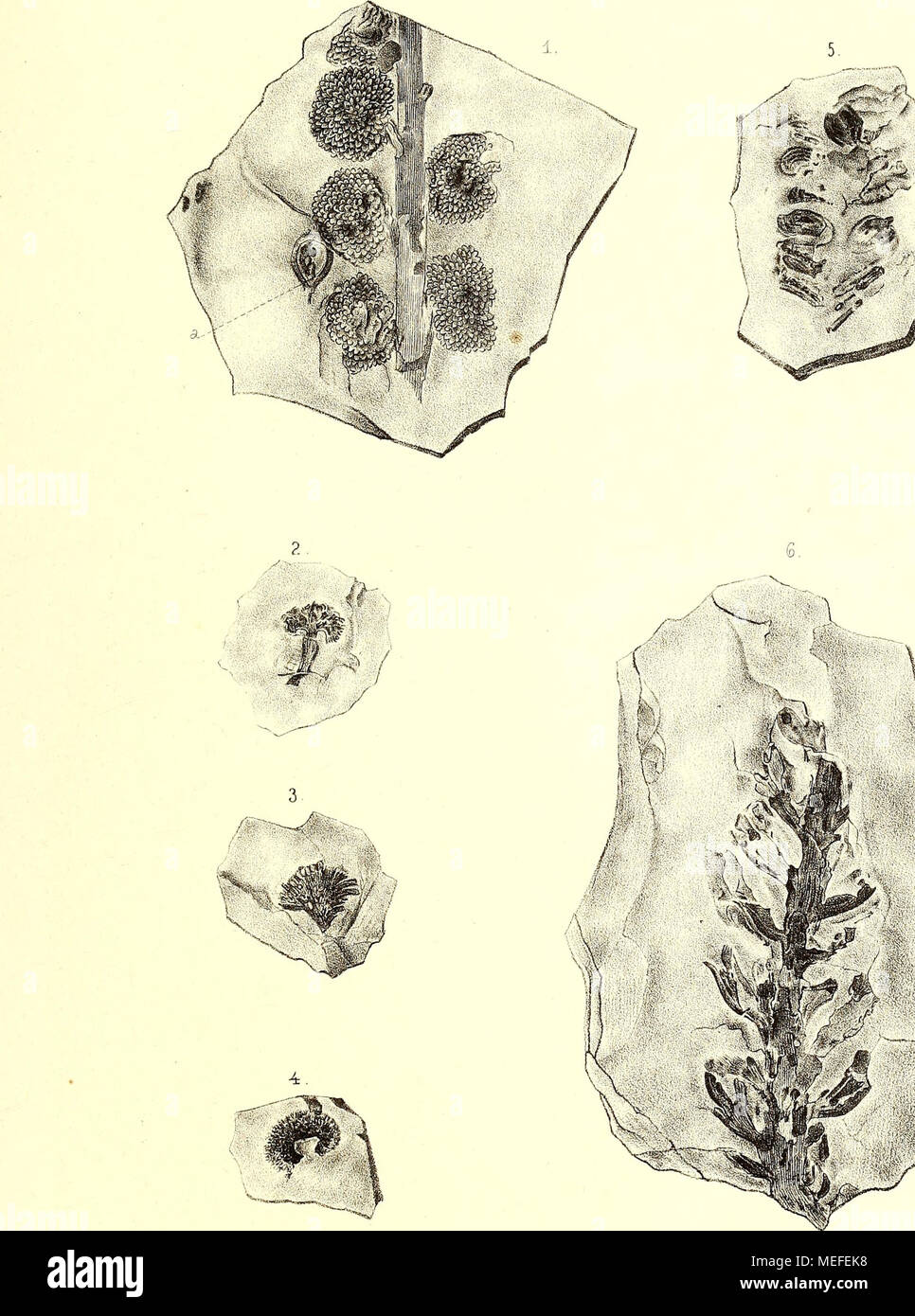 . Die fossile Flora der Permischen Formation . 1—4. Dictyothalamus Schrollianus Göpp. Stock Photo
