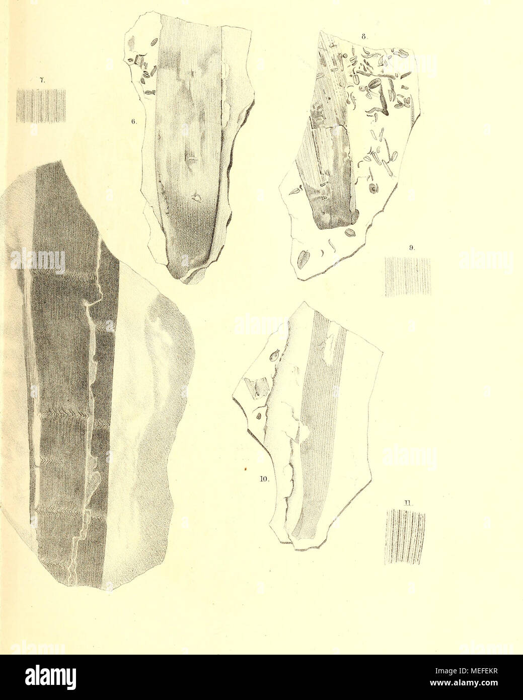 . Die fossile Flora der Permischen Formation . platynervia Göpp. — 6—9, Cordaites prinzipalis Gein, - assifolius Ettingsh. Stock Photo