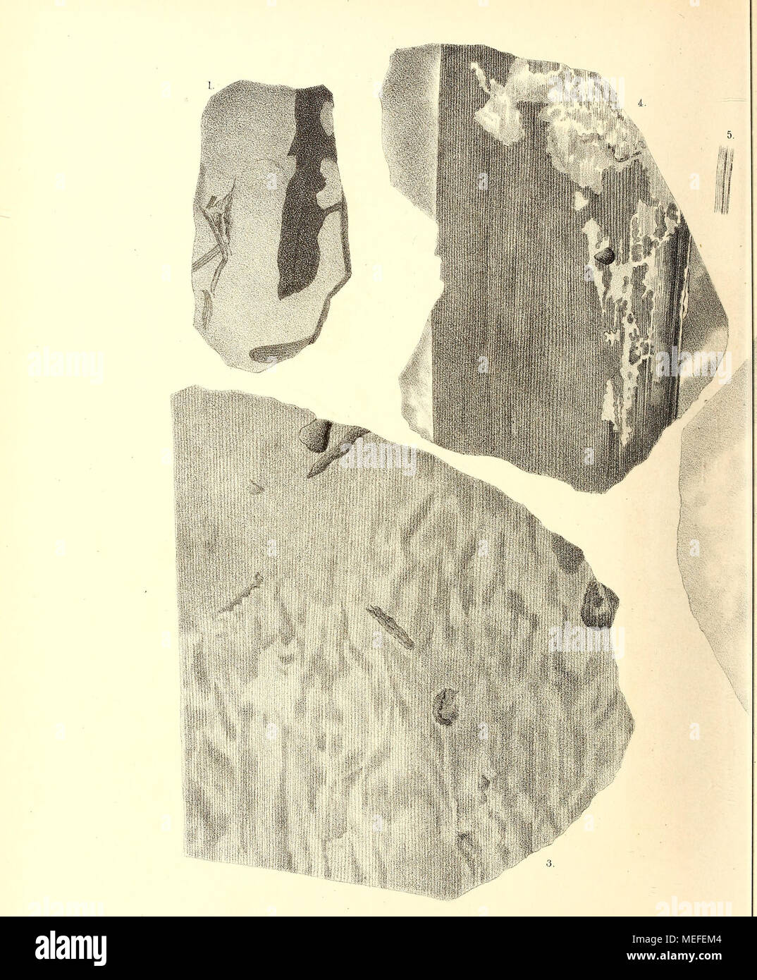 . Die fossile Flora der Permischen Formation . I. 2. Noggerathia palnjaeformis Göpp. — 3. 5. Nöggerat a 10. 11. Cordaites o Stock Photo