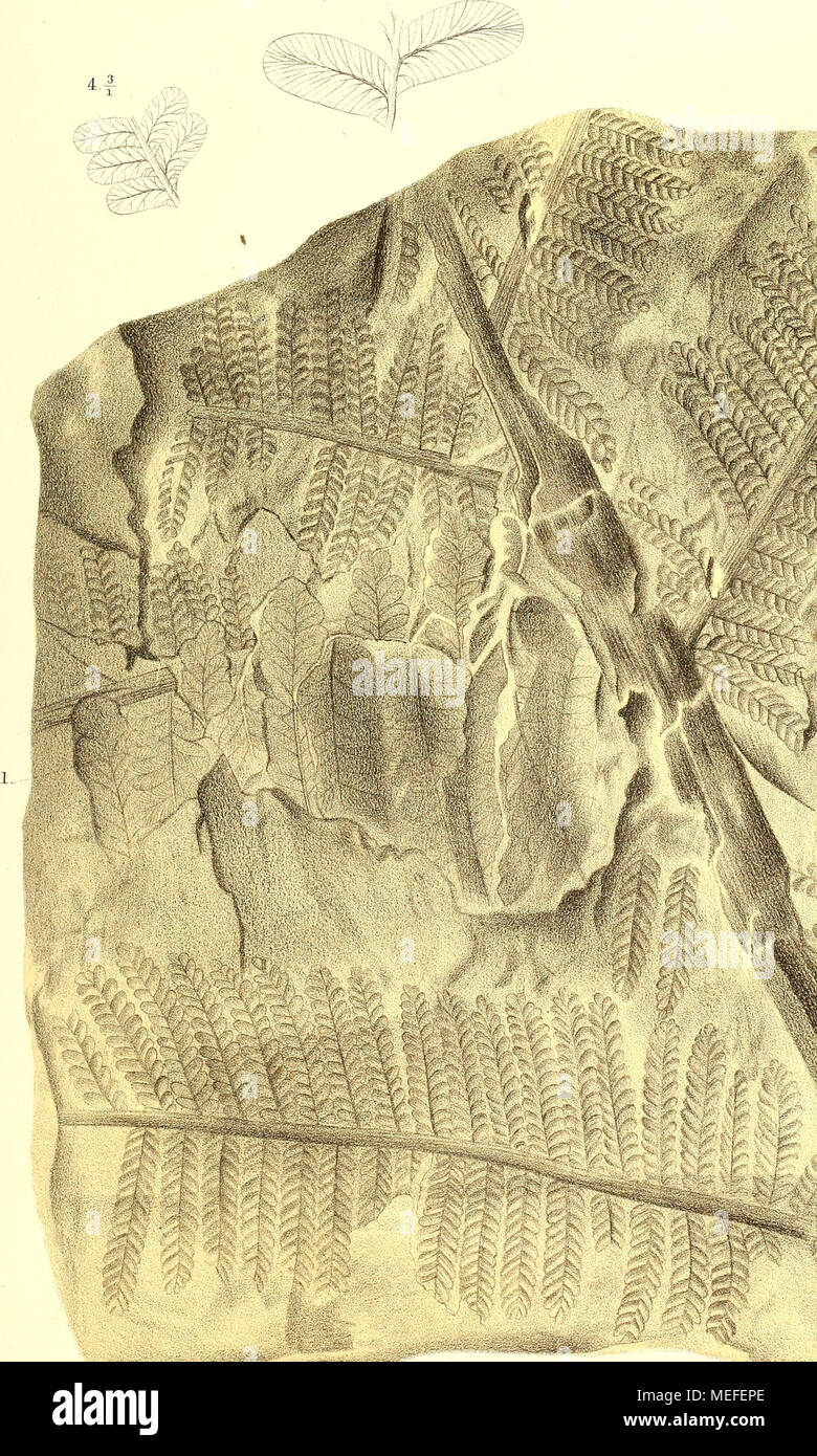 . Die fossile Flora der Permischen Formation . At Assmann 7^* I. 2. Xouropteris imbricata Gripp. — 3. i. F'phenopteiis integra Göpp. Lilhoyr Stock Photo