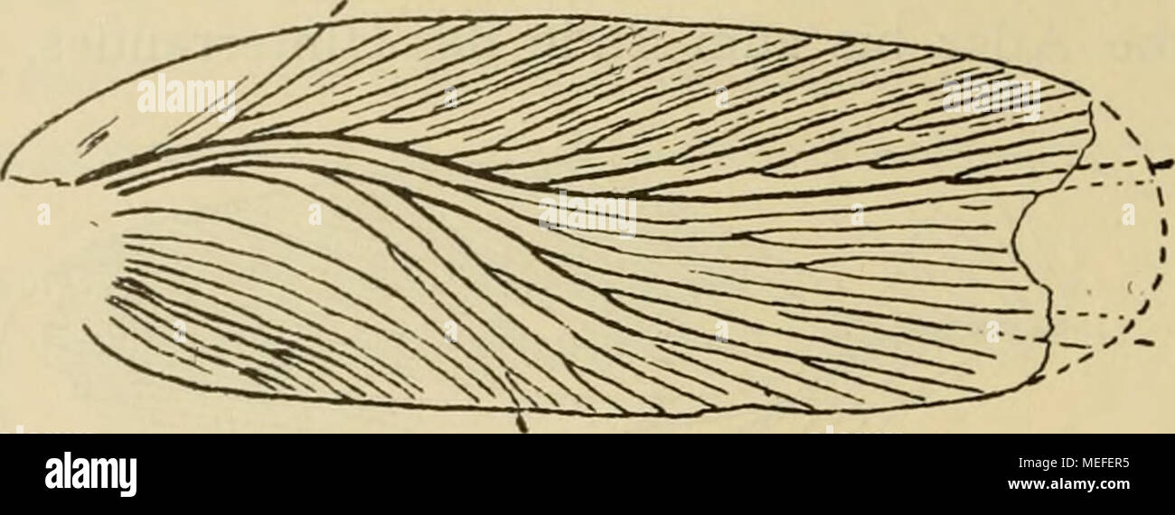 . Die fossilen insekten und die phylogenie der rezenten formen; ein handbuch für paläontologen und zoologen . Fig. 5. Hongaya elegaus Sc. X 47. (Nach Scudder.) entspringt und in drei Zweige zerfällt, während der zweite nur eine kurze Endgabel bildet. Der 3. zerfällt in vier Zweige, der 4. in drei und der 5. scheint sich nicht mehr zu spalten. Die Zweige haben die bei Mesoblattiniden sehr allgemeine Tendenz sich gegen den Spitzenrand zu orientieren. Das schmale Analfeld nimmt fast 4/io der Flügellänge ein und enthält etwa neun teilweise gegabelte Adern, welche alle in den Hinterrand münden. Que Stock Photo