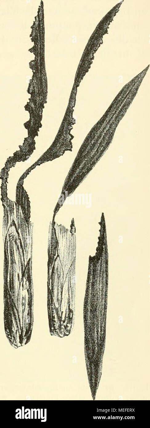 . Die forstinsekten Mitteleuropas. Ein lehr- und handbuch . Fig. 174. Schartenfraß an Klefern- nadeln, ausgeführt von Cneorhinus geminatus (Rüsselkäfer). (Stax'k ver- größert.) Ai;s Eckstein. Stock Photo