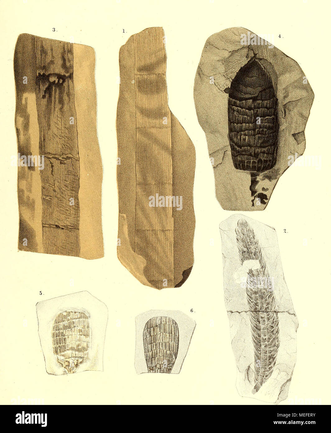. Die fossile Flora der Permischen Formation . I. Calamites leioderma Gutb. â 2. 'â '&gt;. Asterophyllites clatior GÃ¶pp. â 4. Huttonia huricnta GÃ¶pp. â â¢&quot;&gt;. &lt;'. Huttonia eqnisetiformis GÃ¶pp. 'Lithogr. ii. Druck r JA, Fischer in lasse/. Stock Photo