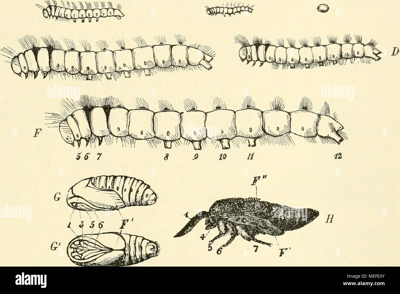 . Die forstinsekten Mitteleuropas. Ein lehr- und handbuch . Fig. 153. Beispiel einer Holometabolie. Die Metamorphose eines Kiefernspinners. A Ei; -B—J'die fünf Kaupenstadien; G die Puppe von der Seite, G' dieselbe von unten gesehen; ff der eben ausgeschlüpfte Falter, vor Entfaltung der Flügel. Die Zahlen bezeichnen die Gliedmaßenpaare. F&quot; Vorderflügel; F&quot; Hinterüügel. — (X.) Zeichnung von der erwachsenen Raupe noch deutlich unterschieden, nimmt sie bereits bei der ersten Häutung alle Auszeichnungen der letzteren an, so daß sich die vier Stadien C bis F in Fig. 153 lediglich durch die Stock Photo