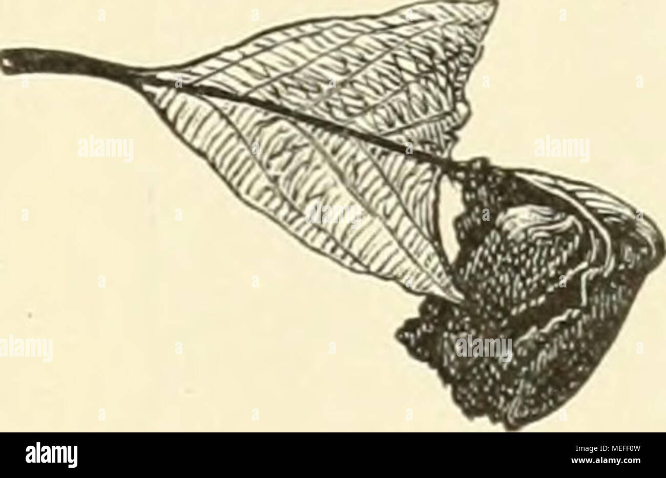 . Die forstinsekten Mitteleuropas. Ein lehr- und handbuch . Fig. 118. Blattrolle von dem Blatte eiuer echten Kastanie, gefertigt von Attelabus curculioiwides L. Stock Photo
