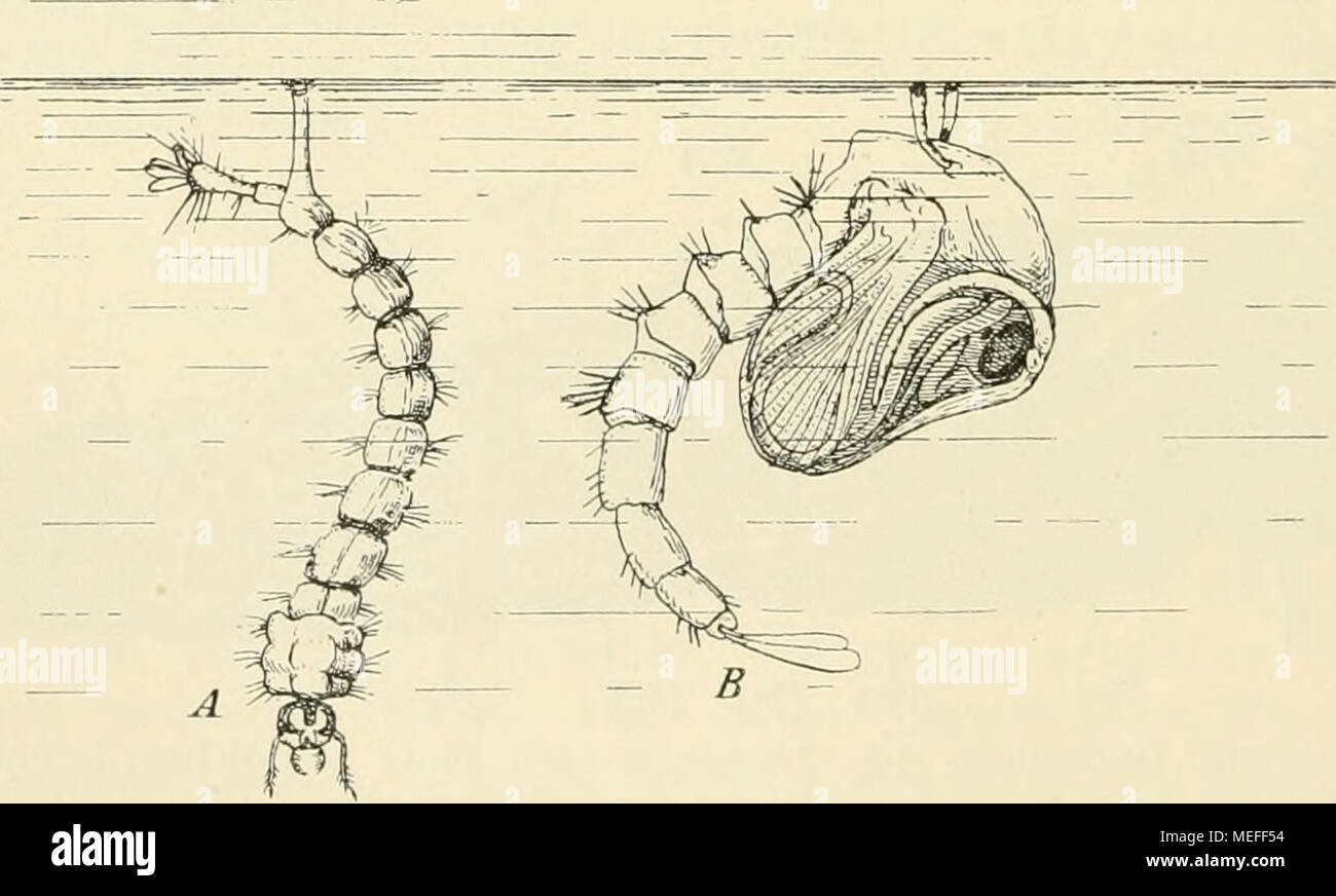 . Die forstinsekten Mitteleuropas. Ein lehr- und handbuch . Flg. Larve und Puppe einer Stechmücke. Beide atmen durch Atemröhren, die bei der Larve vom Hinterende, bei der Puppe vom Thorax abgehen. Stigmen oft mit Borstenkränzen usw. umgeben, die als Schvvebeapparate dienen (Fig. 69). Die rückgebildeten Stigmen lassen sich meist noch deutlich erkennen, be- sonders an dem soliden Zellstrang, der von der Stelle, an der später (in der Imago) das Stigma zum Durchbruch kommt, zu dem Tracheenlängsstrang zieht, und der dem vom Stigma ausgehenden Tracheenstamm entspricht. Stock Photo