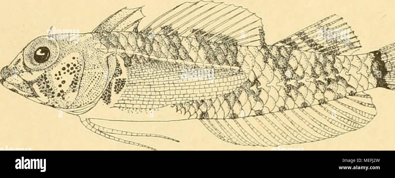 . Die Fische der Siboga-expedition . Fig. n8. Triplcrygium fascialuin M. Web. von Stat. 58. X 4- 5. TriptcrygiiLin gyjunmicJicii M. Web. Tripterygiuni gymnaucJicn Max Weber. Notes Leyden Museum. XXXI. p. 14g. / 7 0 7 Stat. 282. Ostspitze der Insel Timor; Riff, i Ex. 30 mm. D. 3. 14. lo; A. 20; P. 8 + 8 (geteilte); 1.1. c. 42. Höhe geht 6^^ mal (5^^ mal ohne Caudale), Kopf 4 mal (3^3 mal ohne C.) in die Totallänge; das Auge 2Y2 mal in die Kopflänge. Schnauze steil abfallend'um Y3 kürzer als der Augendurchmesser; Maxillare reicht bis zur vorderen Augenhälfte; der Interorbitalraum ist concav, sch Stock Photo