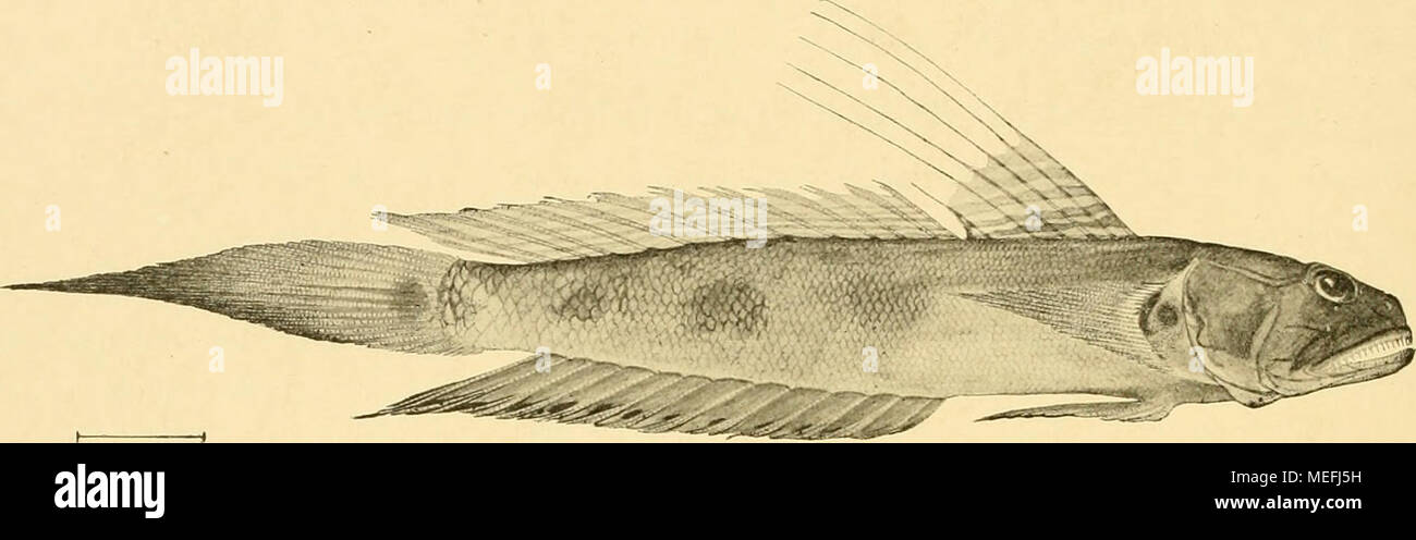 . Die Fische der Siboga-expedition . Fig. 96. Gobiiis (OxyurkhtliysJ notoncma M. Web. von Stat. 121. X l'/ä- verhältnissmässig gross, jederseits 14—16; Unterkiefer-Zähne zu etwa 23—25 jederseits, zwei- reihig, kleiner, auch die äussere Reihe. Zunge ganzrandig. Schuppenbedeckung hat gelitten; Schwanzschuppen gross und ctenoid, werden nach vorn zu stets kleiner und vermengt mit zer- streuten kleinen, cycloiden; Kopf und Nacken durchaus nackt. Dornen der i. Dorsale verlängert, der I. bis 5. ungefähr bis zum 7. Strahl der 2. Dorsale. Deren Strahlen sind auch verlängert, die letzten reichen, ebenso Stock Photo