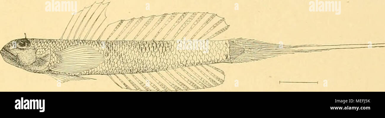 . Die Fische der Siboga-expedition . F'g- 95- Gobius uronema M. Web. von Stat. 47. nat. Gr. 33. Gobiiis (Oxytirichthys) notoneina M. Web. Gobius (Oxyiiriclitliys) notonema Max Weber. Notes Leyden Museum. XXXI. p. 154. Stat. 121. Menado, Strand, i Ex. 78 mm. (ohne C). D. 6, 13; A. 14; 1.1. über loo; Lt. 20—25. Habitus von G. ophthalmonema, nur ist der Kopf grösser, der nur 4Y1 nnal in die Länge Stock Photo