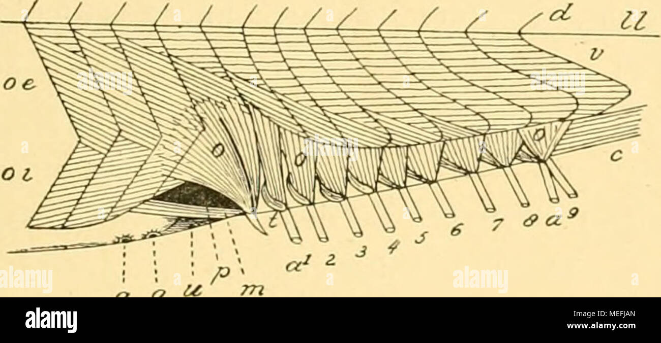 . Die Fische der Siboga-expedition . a 9 Fig. 62. ;-i|-^i 1 ...TTL -.cC ---a. , a d Fig. 63. Fig. 62. Ein StÃ¼ck der Leibeswand von Rhabdamia cypselurus^ ventral von der Seltenlinie //, die hintersten Rumpfsegmente und den Schwanz im Bereich der Anale umfassend. Nach Entfernung der Haut sieht man die Myomeren des ven- tralen (?') und dorsalen Seitenrumpfmuskels (von letzterem d nur die Myocommata); darunter die Fasern des Muse. obliquus externiis oc und tiefere/ die des Muse, obliquus internus, o ObertlÃ¤chlicher Flossenmuskel, der zum Analdorn (&lt;/ in Fig. 63) und zu den 9 Analstrahlen (fl' Stock Photo