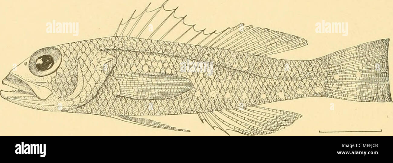 . Die Fische der Siboga-expedition . Fig. 53. Chclidoperca ntargarilifc?'a M. Web. schuppenreihen. Obwohl meine Art in der Flossen- und Schuppenformel genau übereinstimmt mit Chclidoperca investigatoris Alcock (Indian Deep-sea fishes. 1899. p. 23), unterscheidet sie sich in anderen Punkten, die ich z.T. Alcock's Figur i, PI. X seiner „Illustrations of the Zoology of the Investigator&quot; entnehme, so erheblich, dass ich nicht wage beide zu vereinigen. Einiee dieser Unterschiede erhellen aus folgender Tabelle: Ch. investigatoris. Höhe in Länge 3^» bis 3^/3. Kopf in Länge 2^10- Auge in Kopf 4-/ Stock Photo