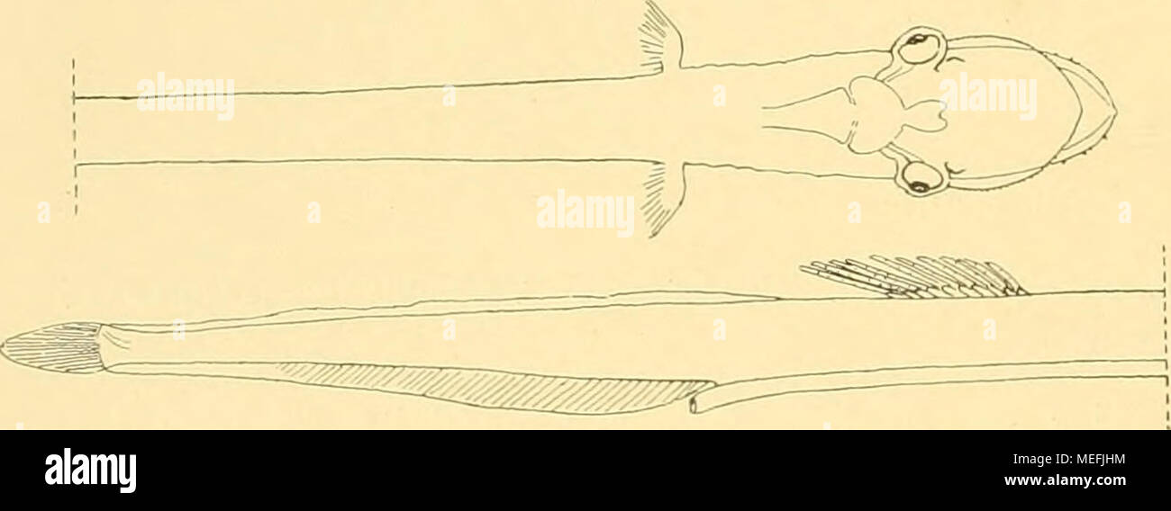 . Die Fische der Siboga-expedition . Fig. 2. Stylophtlialmus Braueri n. sp. von Stat. 144 von ca 20 mm. Länge. Vordere Hälfte von oben, hintere Hälfte von der Seite gesehen. X 9- l) A. Brauer. D. Tiefseefische in: Wiss. Ergebü. d. deutsch. Tiefsee-Exped. 1906. p. 66. Stock Photo
