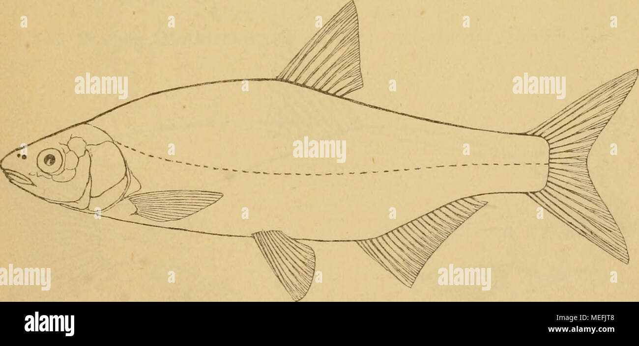 . Die Fische der Ostsee . R I—3!8. A 2—3I17—22. B 2I9—10. Schp 54—61. Schlund- zähne 5 — 5, schlank, mit kleiner Kaufläche. Länge 20-30 cm. Schlanker als der Brachsen, etwa viermal so lang als hoch. Maul unterständig, Stock Photo