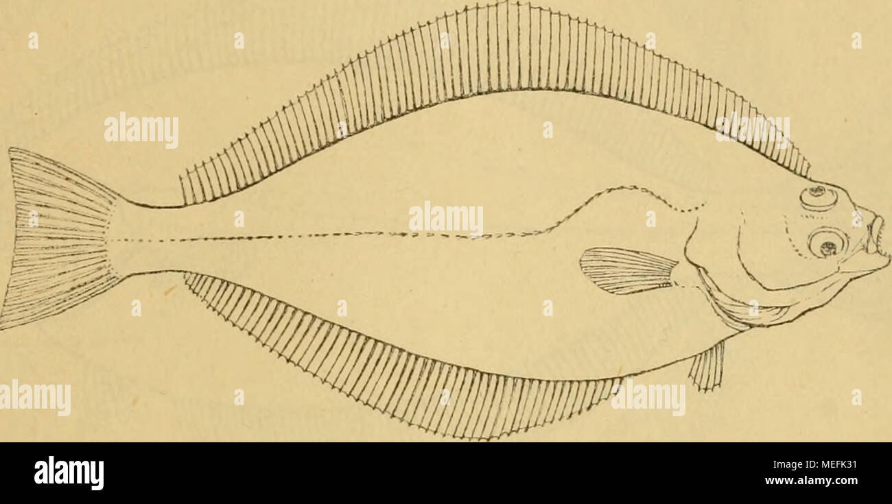 . Die Fische der Ostsee . R iooiio. A 70—85. Nur die letzten Strahlen dieser beiden Flossen sind an der Spitze zertheilt. B 6. Län^^e i — 3 m. Etwa 3 mal so lang als hoch. Seitenlinie mit starker Biegung über der Brust- flosse. Farben: Braun oder gelblich braun. Hippoglossus vulgaris ist der gröfste Plattfisch unserer Meere. Er frifst Fische (z.B. grofse Dorsche und Plattfische), Krustenthiere und Weichthiere, selbst so hartschalige, wie Fnsus aiitiquus und ver- schHngt nebenbei auch Pflanzen. Im Magen eines an der norwegischen Küste gefangenen Exemplars fand man nach Collett einen frischen S Stock Photo