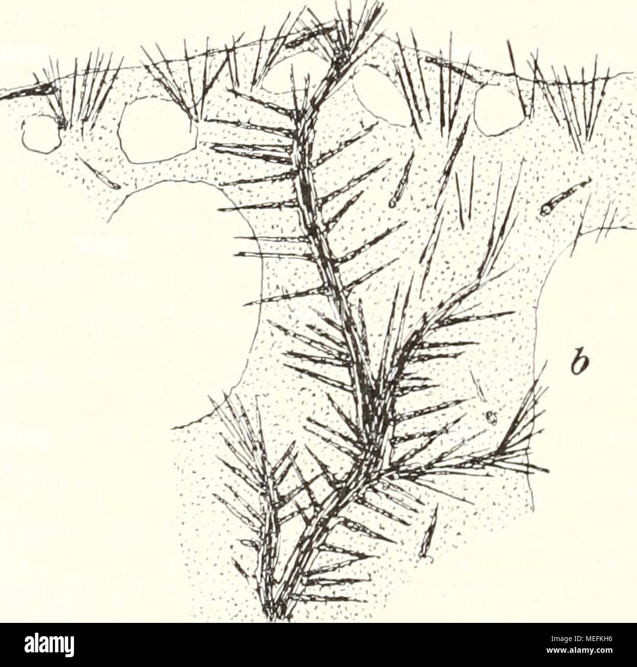 Download Crella High Resolution Stock Photography And Images Alamy