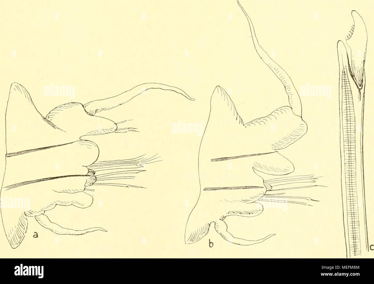 . Die Fauna südwest-Australiens. Ergebnisse der Hamburger südwest-australischen Forschungsreise 1905 . Fig. 20. Nereis rottnestiana n. sp. a 8. Euder, von hinten; '7,. b Euder von der hinteren Körperhälfte, von hinten; ^^j^. e ventrale Sichelborste; ^^V,. der Ruderhöhe ohne die ventrale Lingula. Die Dorsal- und Ventralcirren sind lang; die Ventralcirren übertreffen den ventralen Ruderast an Länge; die Dorsalcirren sind noch länger, soweit sie an den gewöhnlichen Rudern Stock Photo