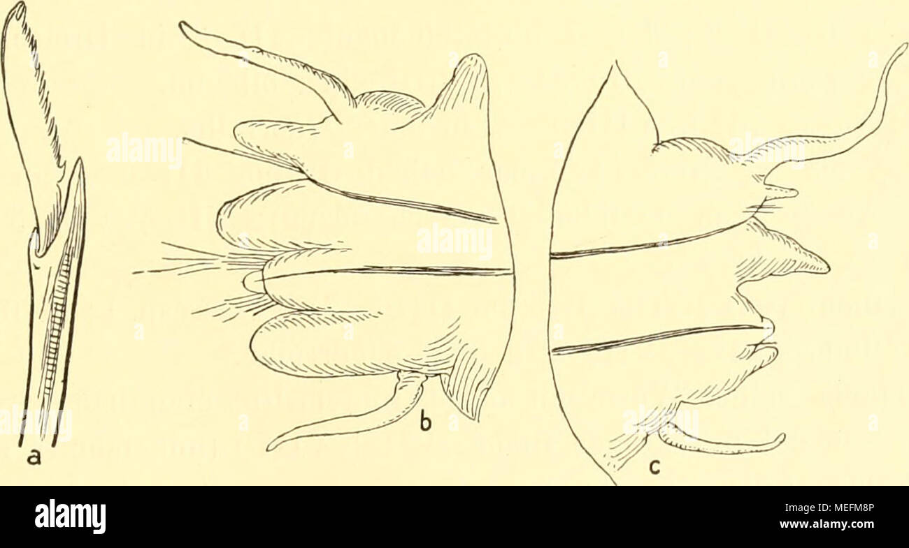 . Die Fauna sÃ¼dwest-Australiens. Ergebnisse der Hamburger sÃ¼dwest-australischen Forschungsreise 1905 . Fig. 17. Nereis heirissonensis n. sp. a ventrale Sichelborste; 'â¢'Vi- b 10. Ruder von hinten; &quot;^i- ^ Kuder von der Mitte des KÃ¶rpers; ^7i' Die RuderÃ¤ste, von denen der dorsale kaum den ventralen etwas an LÃ¤nge Ã¼bertrifft, enthalten jeder eine schwarze Acicula. An den mittleren Rudern enthÃ¤lt der dorsale Ruderast ca. 5 homogomphe GrÃ¤tenborsten mit langen feingesÃ¤gten EndgrÃ¤ten, der ventrale Ast oberhalb der Acicula ca. 5 homogomphe GrÃ¤ten- und etwa 3 heterogomphe Sichelborsten Stock Photo